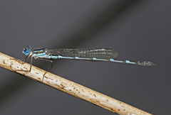 Austrolestes minjerriba