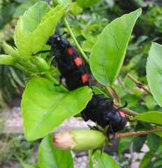 Hycleus biundulatus