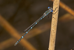 Austrolestes minjerriba