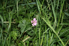 Geranium endressii