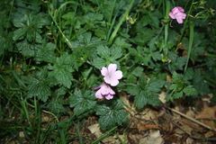 Geranium endressii