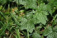 Geranium endressii