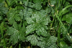 Geranium endressii