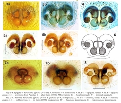 Berlandina plumalis