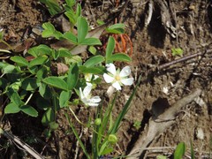 Potentilla montana