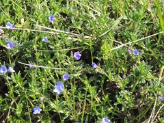 Glandora diffusa