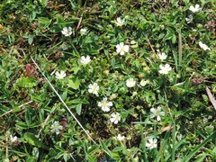 Potentilla montana