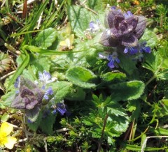 Ajuga pyramidalis