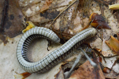 Pachyiulus krivolutskyi