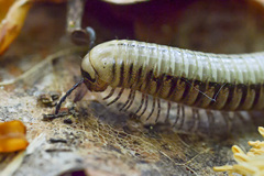 Pachyiulus krivolutskyi