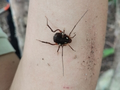 Erginulus roeweri