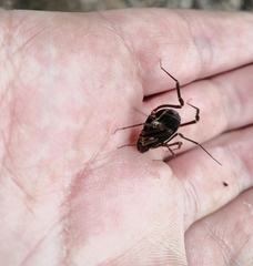 Erginulus roeweri