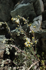 Artemisia umbelliformis