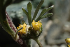Artemisia umbelliformis