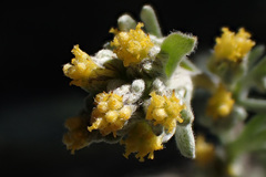 Artemisia umbelliformis