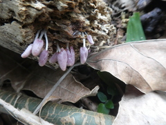 Coprinopsis clastophylla