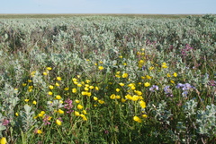 Ranunculus propinquus glabriusculus