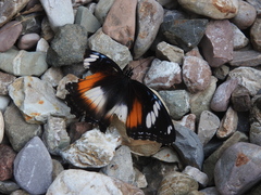 Hypolimnas bolina