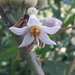 Solanum stramoniifolium - Photo (c) Denis Bastianelli,  זכויות יוצרים חלקיות (CC BY), הועלה על ידי Denis Bastianelli