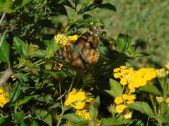 Vanessa cardui