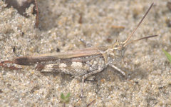 Psinidia fenestralis