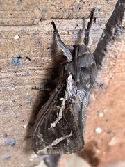 Abantiades latipennis