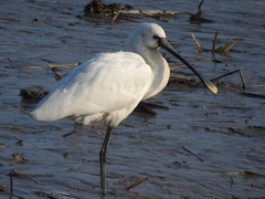 Platalea leucorodia
