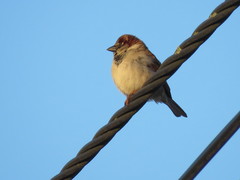 Passer domesticus