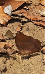 Charaxes bernardus hierax