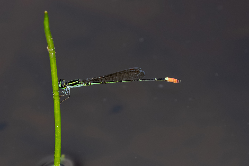 Shadefly Red-tipped Shadefly from Brisbane QLD, Australia on February 11, 2021 ...