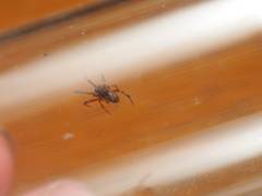 Parasteatoda merapiensis
