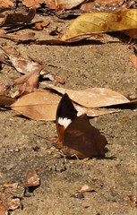 Charaxes bernardus hierax