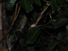 Boiga cynodon