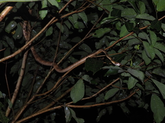 Boiga cynodon