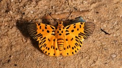 Odina decorata