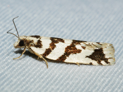 Technitis oriarcha