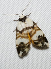 Thallarcha albicollis
