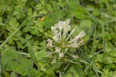 Trifolium clypeatum