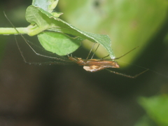 Tetragnatha mandibulata