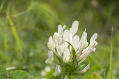 Trifolium clypeatum