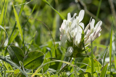 Trifolium clypeatum