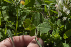 Trifolium clypeatum