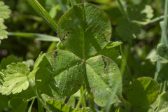 Trifolium clypeatum
