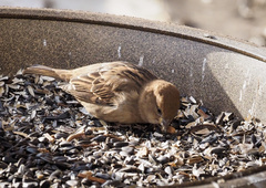 Passer domesticus