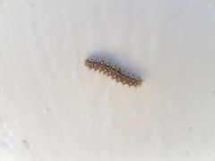 Melitaea didyma