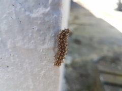 Melitaea didyma
