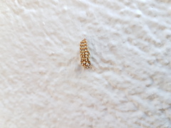 Melitaea didyma