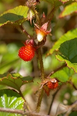 Rubus tricolor
