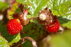 Rubus tricolor