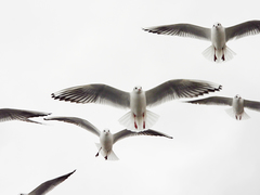 Chroicocephalus ridibundus